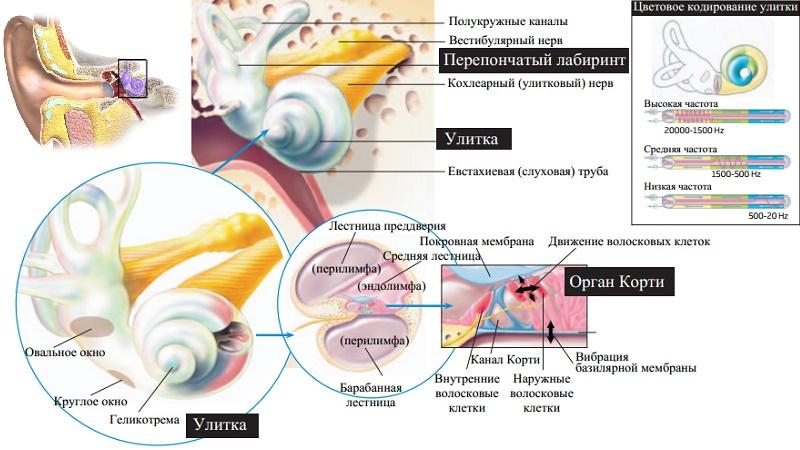Канал улитки внутреннего уха. Строение внутреннего уха геликотрема. Строение внутреннего уха эндолимфа. Строение улитки уха. Внутреннее ухо улитка функции.