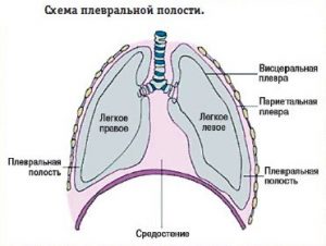 Где находится плевра фото